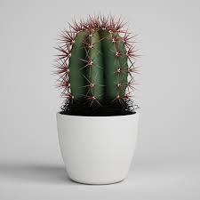 cactus plant